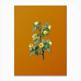 Vintage Tansy Leaved Hawthorn Flower Botanical on Sunset Orange n.0885 Canvas Print