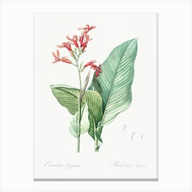 Canna Lily Illustration From Les Liliacées (1805), Pierre Joseph Redoute Canvas Print