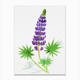 Blue Lupine Watercolor Artwork Canvas Print