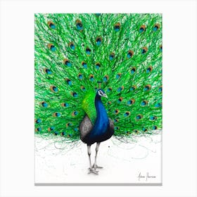 Prancing Peacock Canvas Print