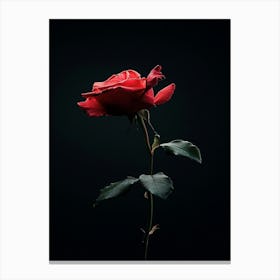 Single Rose On Black Background 11 Canvas Print