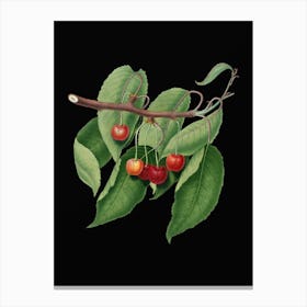 Vintage Cherry Botanical Illustration on Solid Black n.0729 Canvas Print