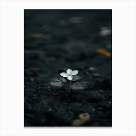 Single Flower In The Dark 21 Canvas Print