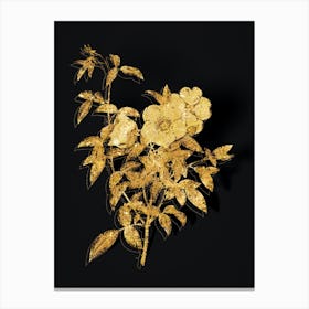 Vintage White Rose of Snow Botanical in Gold on Black n.0363 Canvas Print