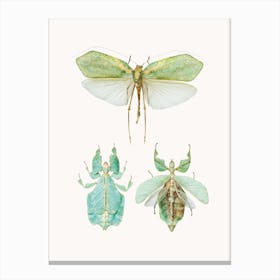 Insects VII Canvas Print