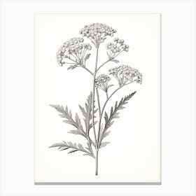 Yarrow Savory Vintage Botanical Herbs 1 Canvas Print