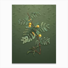 Vintage Sweet Acacia Botanical on Lunar Green Pattern n.2587 Canvas Print
