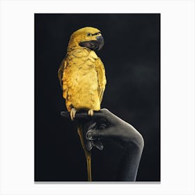 Golden Parrot On Hand Canvas Print