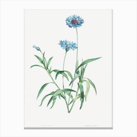 Vintage Cornflower Canvas Print