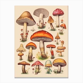 Vintage Mushrooms 2 Canvas Print