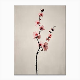 Cherry Blossoms 2 Canvas Print