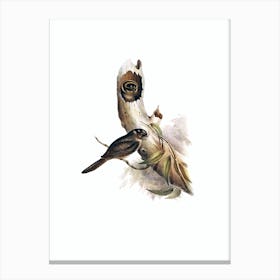 Vintage Owlet Nightjar Bird Illustration on Pure White n.0159 Canvas Print