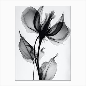 Black White Photograph Flower Wi Canvas Print