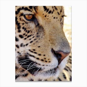 Jaguar Face Canvas Print
