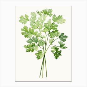 Cilantro Vintage Botanical Herbs 1 Canvas Print