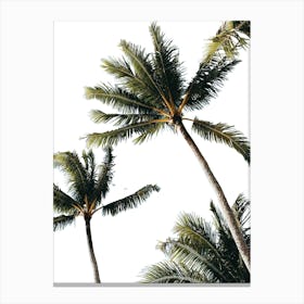 Palm Trees 5 Canvas Print