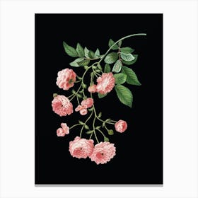 Vintage Pink Rambler Roses Botanical Illustration on Solid Black n.0888 Canvas Print