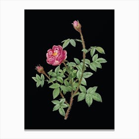 Vintage Moss Rose Botanical Illustration on Solid Black n.0655 Canvas Print