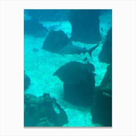 Sharks In An Aquarium Canvas Print