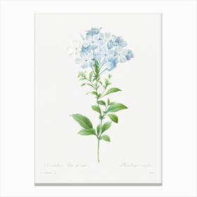 Plumbago Caerulea, Pierre Joseph Redoute Canvas Print