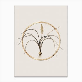 Gold Ring Lachenalia Angustifolia Glitter Botanical Illustration n.0245 Canvas Print