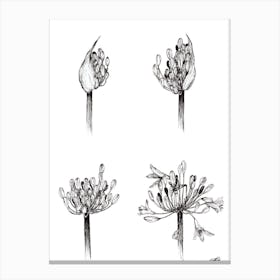 Black and White Life of the Agapanthus Canvas Print