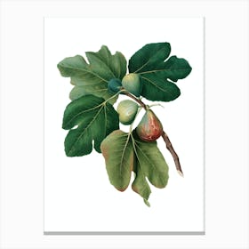 Vintage Common Fig Botanical Illustration on Pure White n.0143 Canvas Print