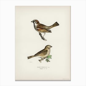 Common Chiffchaff, The Von Wright Brothers 1 Canvas Print