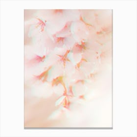 Soft Cherry Blossom Photography Stampe su tela