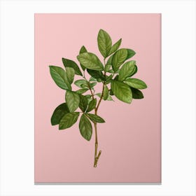 Vintage Eastern Leatherwood Botanical on Soft Pink n.0718 Canvas Print