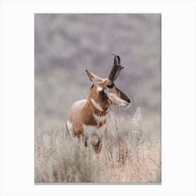 Stormy Day Antelope Canvas Print