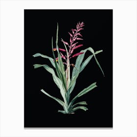 Vintage Pitcairnia Bromeliaefolia Botanical Illustration on Solid Black Canvas Print