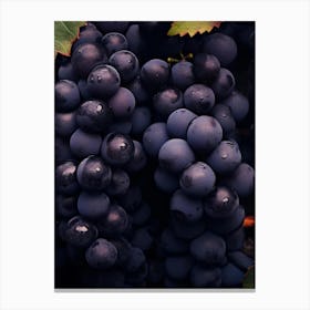 Black Grapes 5 Canvas Print