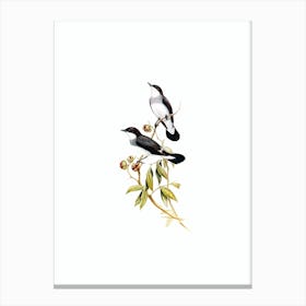 Vintage White Tailed Robin Bird Illustration on Pure White n.0013 Canvas Print