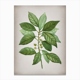 Vintage Redbay Botanical on Parchment n.0493 Canvas Print