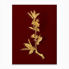 Vintage Pink Flower Branch Botanical in Gold on Red n.0312 Canvas Print