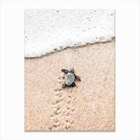 Baby Turtle On The Beach Canvas Print