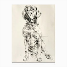 Mastiff Dog Line Sketch 2 Canvas Print