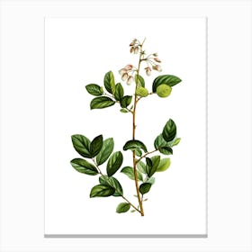Vintage Andromeda Mariana Branch Botanical Illustration on Pure White n.0963 Canvas Print