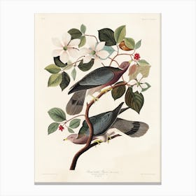 Band Tailed Pigeon, Birds Of America, John James Audubon Canvas Print