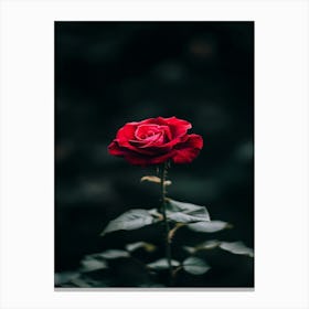 Dark Rose 129 Canvas Print