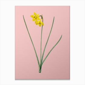 Vintage Narcissus Odorus Botanical on Soft Pink n.0646 Canvas Print