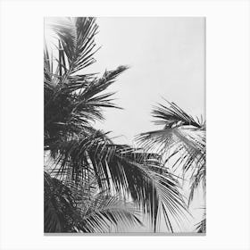 Black And White Palm Trees 1 Canvas Print