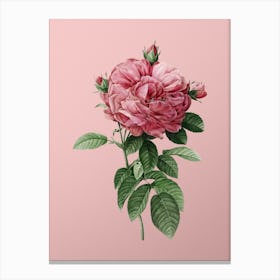 Vintage Giant French Rose Botanical on Soft Pink n.0921 Canvas Print