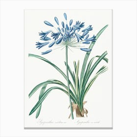 African Lily, Pierre Joseph Redoute Canvas Print