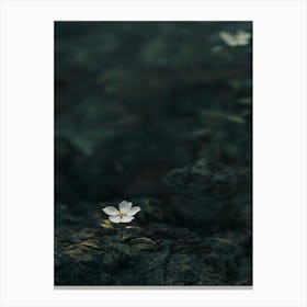 White Flower In Water 2 Canvas Print