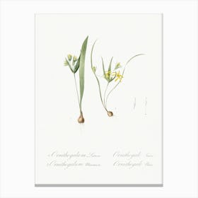 Yellow Star Of Bethlehem, Pierre Joseph Redoute Canvas Print