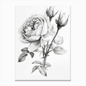 Roses Sketch 9 Canvas Print