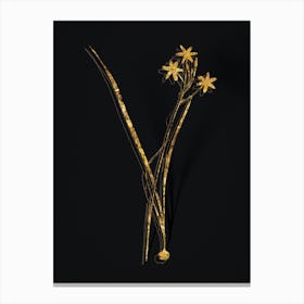 Vintage Ixia Longiflora Botanical in Gold on Black n.0294 Canvas Print
