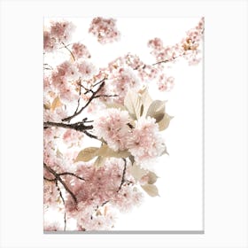 Spring Blossom II Canvas Print